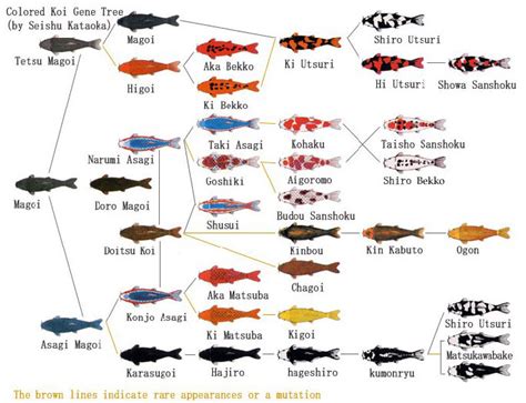 Koi Fish Identification Chart