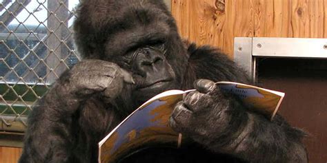 Koko's Early Life and Discovery of Sign Language