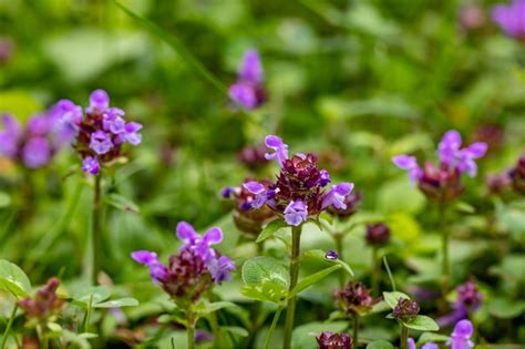 Koo Chye Ba: A Versatile Herb for Health and Well-being