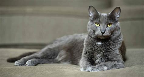 Korat cats