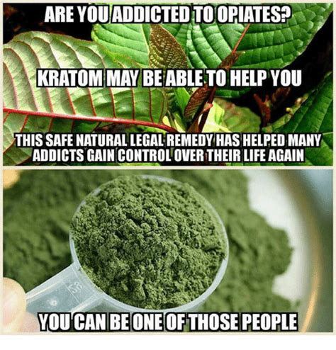 Kratom Meme: The All-Natural Pain Reliever That's Taking the Internet by Storm