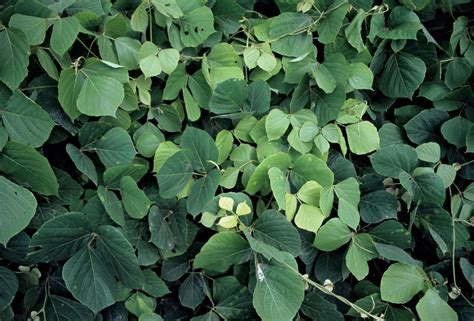 Kudzu Reader