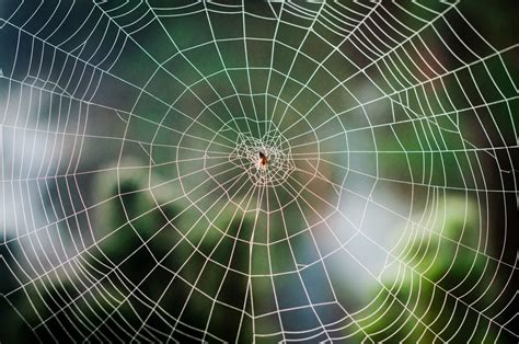 Kumonos: Unveiling the Intricate Wonders of Spider Webs