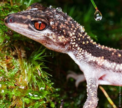 Kuroiwa Ground Gecko Eyelids: A Guide to Captivating Blinkers