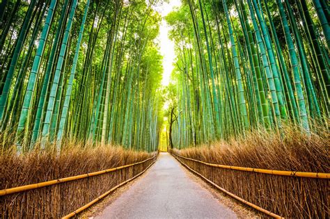 Kyoto Arashiyama Bamboo Forest: A Serene Oasis in the Heart of Japan