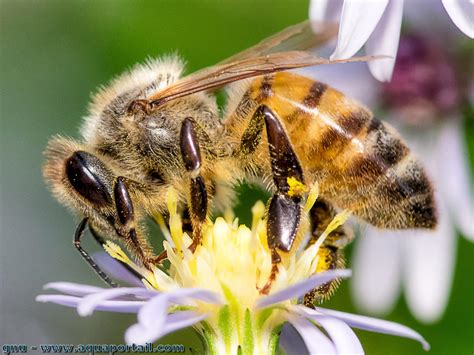 L'abeille française : Un insecte fascinant et indispensable