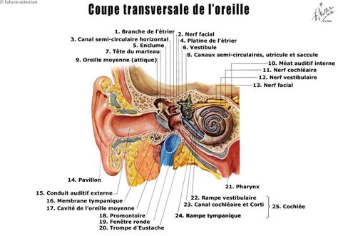 L oreille interne Folio SF French Edition Kindle Editon