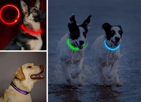 LED Dog Collars: Illuminate Your Pup's Nighttime Adventures