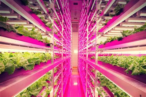 LED Lighting for Urban Agriculture Kindle Editon