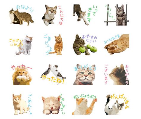 LINEスタンプ猫: 癒しの世界へようこそ！