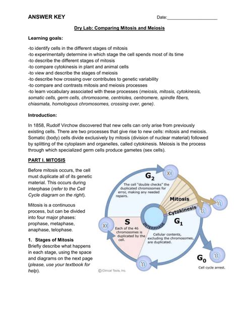 Lab 11 Mitosis Answer Key Reader