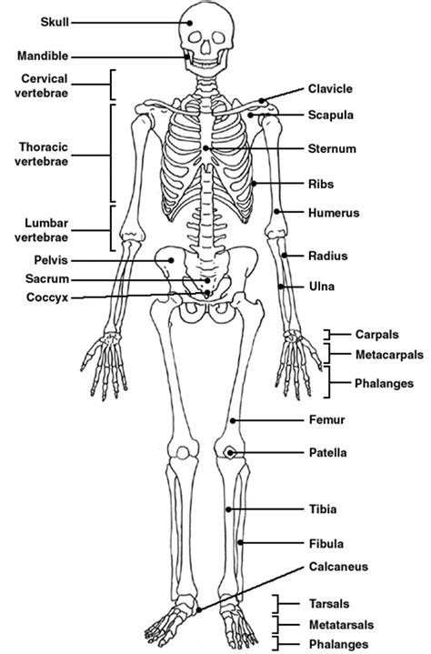 Lab 11 The Skeletal System Bones Answers Kindle Editon