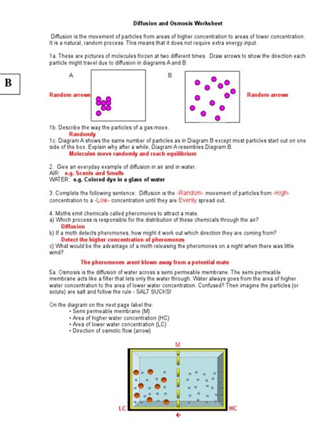 Lab 7 Osmosis Answers PDF