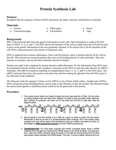 Lab From Dna To Protein Synthesis Answers Doc