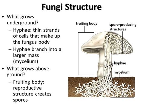 Labeled Diagram Of Fungus Answers PDF