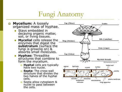 Labeled Diagram Of Fungus Answers PDF