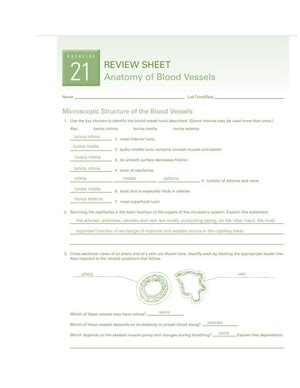 Laboratory Exercise 27 Answer Key Anatomy Epub