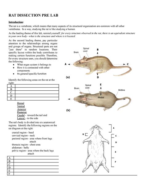 Laboratory Rat Dissection Answer Sheet Doc