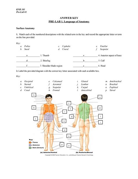 Laboratory Report 24 Surface Anatomy Answers Reader