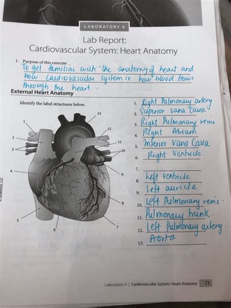 Laboratory Report 36 Heart Structure Answers Reader