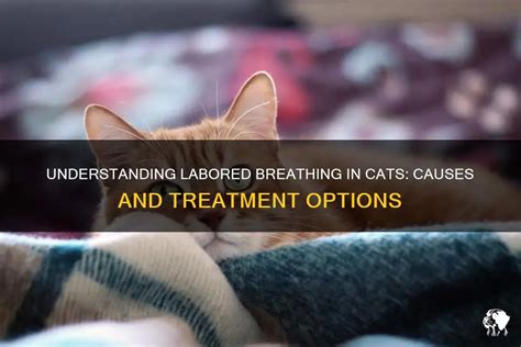 Labored Breathing in Cats: Comprehensive Guide to Causes, Symptoms, and Treatment