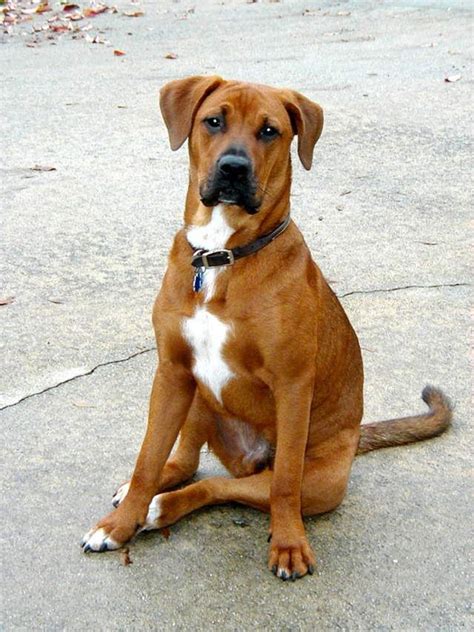 Labrador Boxer mix puppy