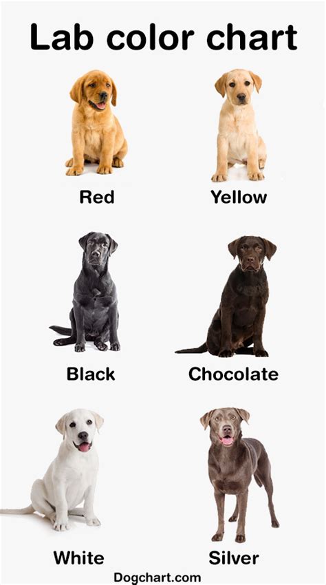 Labrador Color Chart