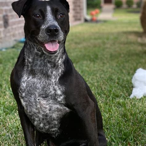 Labraheeler