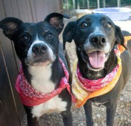 Labs and More: Opening Doors to a World of Adoptable Dogs