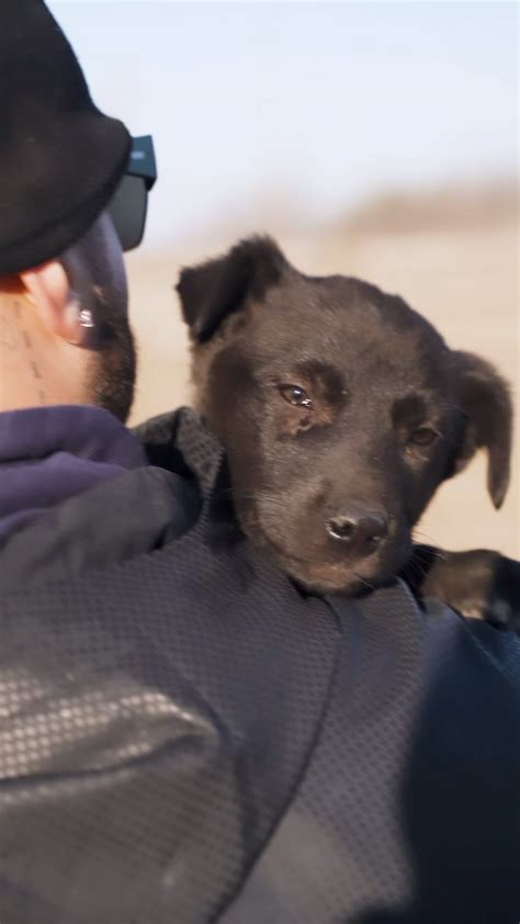 Labs and More Dog Rescue: A Lifeline for Abandoned and Neglected Dogs