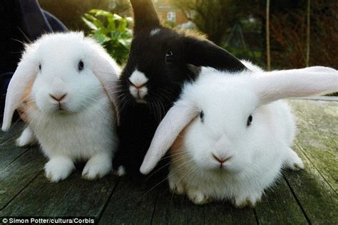 Lack of access to bunnies: