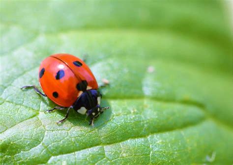 Ladybird Epub