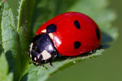 Ladybird Ladybird PDF