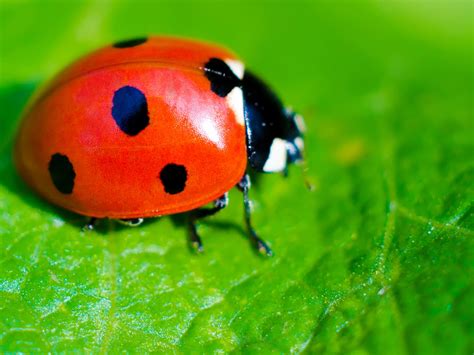 Ladybirds PDF