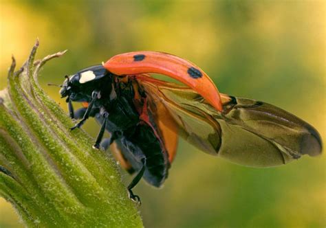 Ladybug Wings: