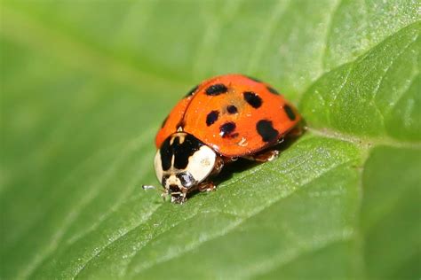 Ladybugs