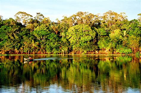 Lago Igapó: O Ecossistema Amazônico Submerso e sua Importância Vital