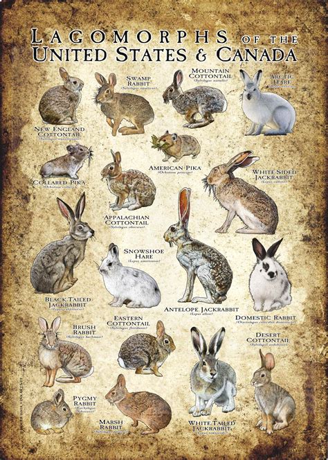 Lagomorphs by Design: