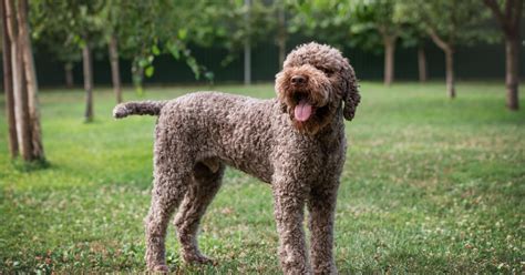 Lagotto Romagnolos