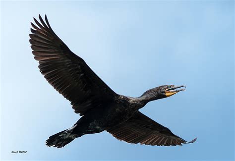 Lake Cormorant