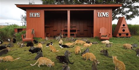 Lanai Hawaii Cat Sanctuary: A Paradise for Feline Friends