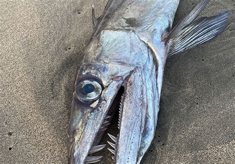 Lancetfish Ceviche