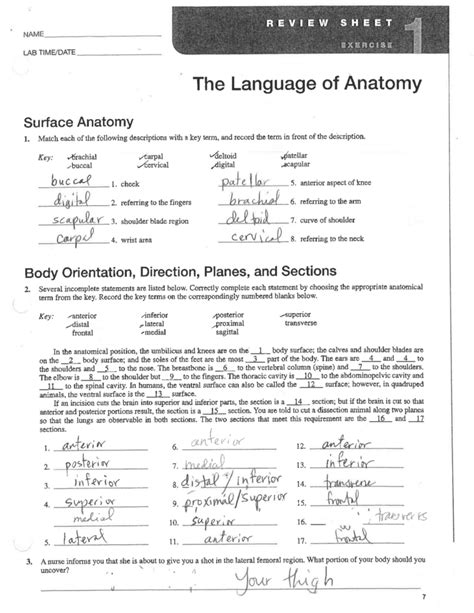 Language Of Anatomy Worksheet Answers Doc