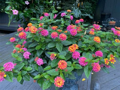 Lantana Fertilizer: 3 Ultimate Secrets to Boost Blooms