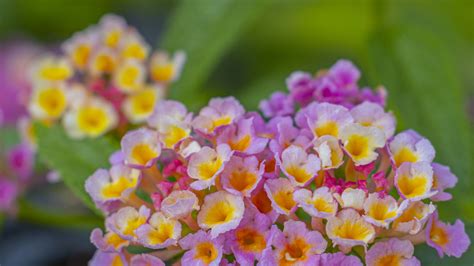 Lantana Fertilizer: 7 Tips to Maximize Vibrancy