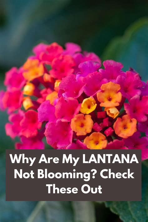 Lantana Fertilizer 101: Unlocking the Power for Bountiful Blooms