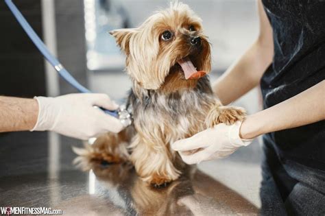 Lantau Pets: A Comprehensive Guide to Keeping Your Furry Friend Happy and Healthy on Lantau Island