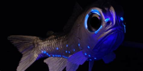 Lantern Fish Pokémon: Unveiling the Bioluminescent Wonders of the Deep