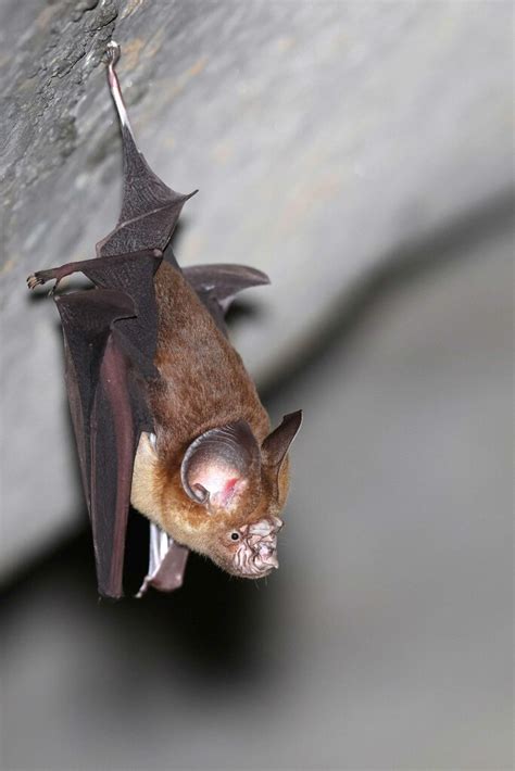 Large Asian Roundleaf Bat Ebook Doc