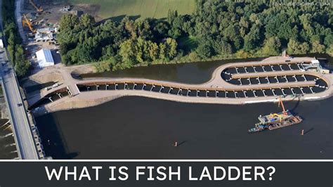 Largest Fish Ladder in the World: